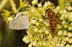 Bee and Butterfly together on yellow flower